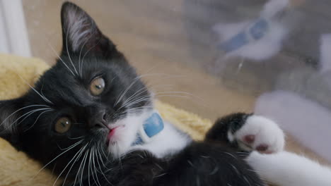 Cute-black-kitten-playing-with-sibling