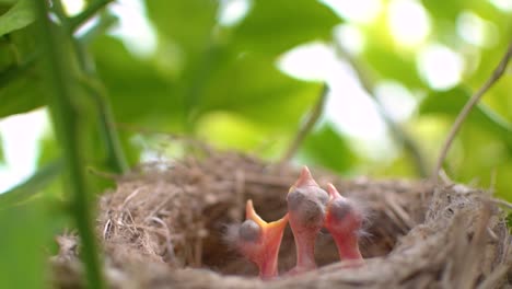 Zwei-Neugeborene-Vögel-In-Einem-Nest