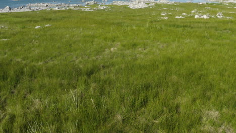 Vista-Aérea-De-La-Vegetación-Del-Lago-Mono-Con-El-Horizonte-De-Toba-En-El-Lago-Salino