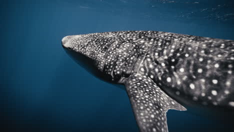 Light-rays-pass-on-top-of-whale-shark-spotted-body-as-fin-sways-swimming-underwater