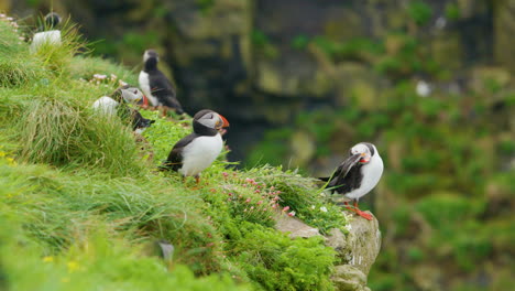 Atlantic-Puffins-perched-on-cliff-near-puffinries,-Treshnish-Isles,-Scotland