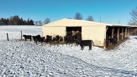 Vista-Aérea-De-Una-Granja-Ganadera-En-Invierno,-Mostrando-Vacas-Negras-Contra-El-Suelo-Cubierto-De-Nieve,-Bajo-Un-Cielo-Despejado-En-Los-EE.UU.