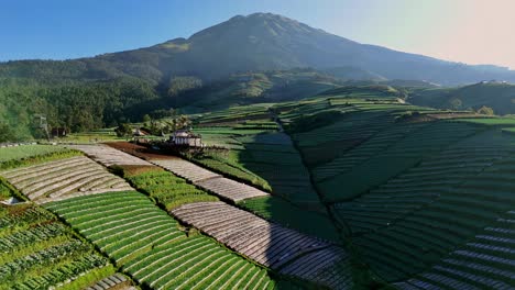 Plantaciones-De-Agricultores-De-Indonesia-En-Las-Estribaciones-Del-Monte-Sumbing,-Vista-Aérea