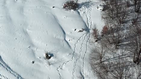 Un-Paisaje-Nevado-Con-Huellas-Y-árboles-Dispersos,-Vista-Aérea