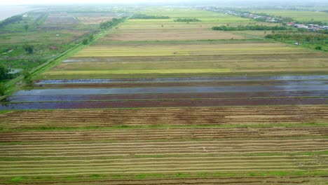 Aéreo:-Grandes-Campos-De-Arroz-Abiertos-Con-Pájaros-Volando-Alrededor,-Paisaje-Paisajístico,-Nickerie-Surinam