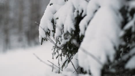 Close-up-of-snow-covered-branches-of-fir-tree,-slider-dolly-left