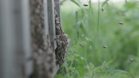 Honigbienen-Auf-Dem-Bienenstock,-Bienen-Fliegen-Davor