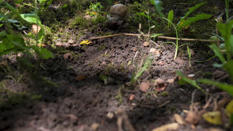 Gartenschnecke-Kriecht-An-Einem-Sonnigen-Tag-Mit-Kleinen-Käfern-Auf-Dem-Nassen-Boden-Des-Gartens,-Zeitraffer