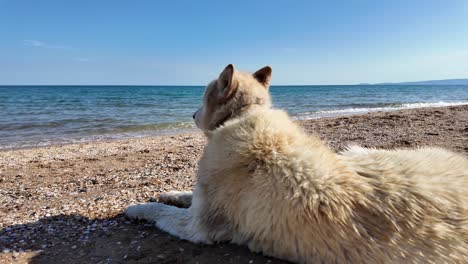 Un-Perro-Blanco-Yace-En-Una-Playa-De-Arena,-Mirando-El-Agua-Azul-Clara-En-Un-Día-Brillante-Y-Soleado