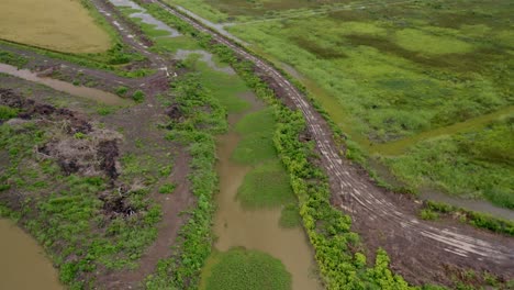 Aérea:-Grandes-Campos-De-Arroz-Abiertos-Con-Un-Canal-Fluvial-Que-Los-Atraviesa,-Revelación-De-Inclinación-De-La-Cámara