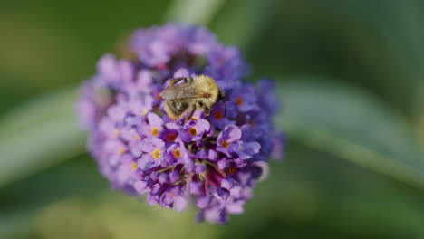 Bee-collecting-nectar-from-Buddleia-flower,-close-up-during-summer