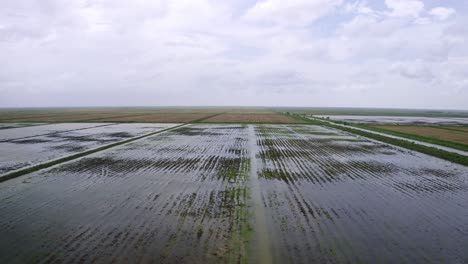 Aerial:-Big-open-flooded-rice-fields-with-tractor-tire-tracks,-canal-flowing-through,-drone-flyover-in-Nickerie-Suriname