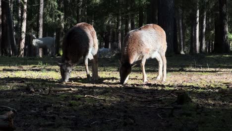 Two-deer-graze-peacefully-in-a-sunlit-forest-clearing