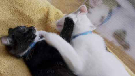 Adorable-kittens-play-fighting,-showing-their-playful-and-cute-interaction