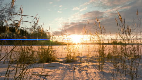 Schilf-Weht-Im-Wind-Im-Winter-Sonnenuntergang-Durch-Schneebedeckten-Zugefrorenen-See