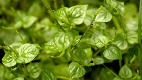 Pepper-elder-or-Peperomia-pellucida-is-a-wild-plant-that-can-be-used-as-an-alternative-herbal-medicine,-glass-stamp-plant