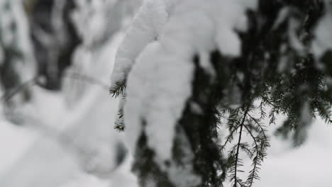 Fir-tree-with-snow-and-ice-on-branches,-slow-slider-dolly-left