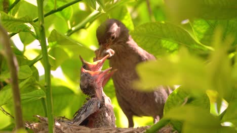 Schwarzer-Vogel-In-Einem-Nest,-Das-Jungvögel-Füttert