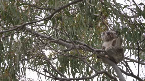 A-Koala-perched-precariously-on-a-branch-of-an-Australian-native-Eucalyptus-tree-eats-the-new-growth-leaves