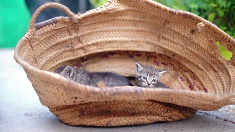 Cute-small-baby-cats-litter-at-basket-learning-to-walk-outdoors