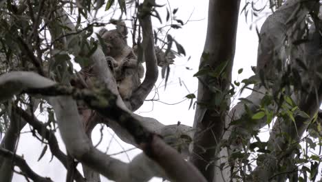 Koala-Hoch-Oben-In-Einem-Eukalyptusbaum-Wacht-Auf-Und-Sieht-Sich-Um,-Bevor-Er-Wieder-Einschläft