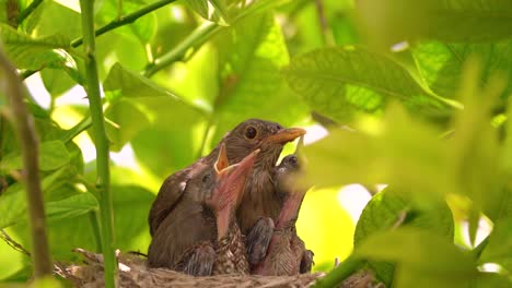 Pájaro-Negro-En-Un-Nido-Alimentando-Pajaritos