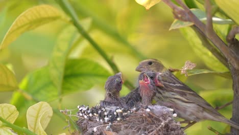 Vogelbabys-Im-Nest,-Die-Von-Einer-Samtkopfgrasmücke-Gefüttert-Werden,-Die-Mutter-Kümmert-Sich-Um-Die-Im-Nest-Neugeborenen-Vogelbabys