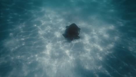 Turtle-swims-along-sandy-bottom-feeding-underwater-in-Exmouth-Australia