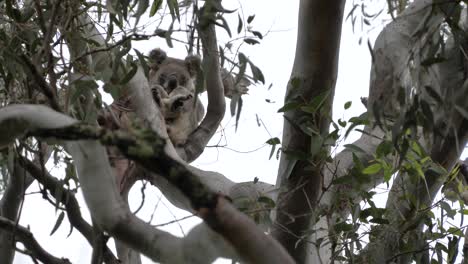 A-sleepy-Koala-perched-precariously-on-a-branch-of-an-Australian-native-Eucalyptus-tree