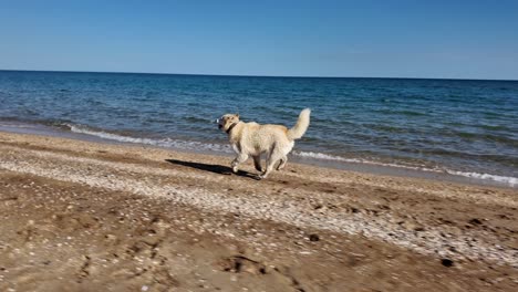 A-white-dog-runs-playfully-along-a-sandy-beach-with-the-ocean-waves-crashing-in-the-background