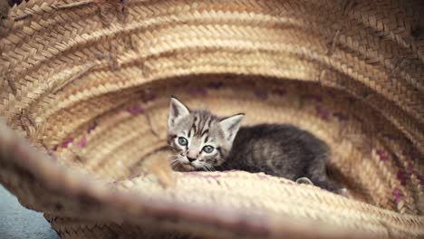 Cute-small-baby-cats-litter-at-basket-learning-to-walk-outdoors