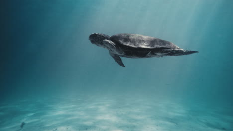 La-Tortuga-Plana-Se-Eleva-Con-Gracia-En-Cámara-Lenta-Con-Rayos-De-Luz-Que-Penetran-En-La-Columna-De-Agua.