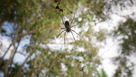 Northern-Golden-Orb-Weaver-Im-Wilden-Waldhintergrund