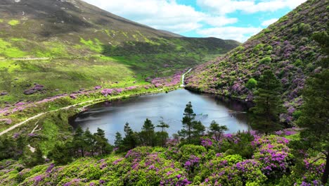 Ireland-Epic-Locations-low-drone-shot-flying-through-trees-and-pink-rhododendrons-slowly-to-Bay-Lough-beauty-spot-in-Tipperary-on-a-sunny-summer-morning