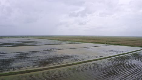 Aérea:-Grandes-Campos-Abiertos-De-Arroz-Inundados,-Paso-Elevado-Bajo,-Nickerie-Surinam