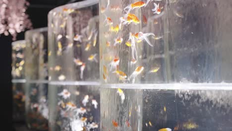 Goldfish-in-Flowing-Waterfall-Tanks,-Ginza,-Tokyo-Japan