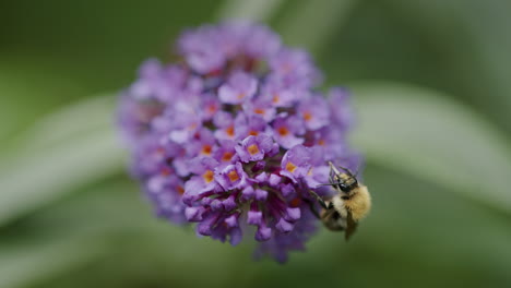 Biene-Reinigt-Sich-Auf-Sommerfliederblüte,-Während-Sie-Nach-Nektar-Sucht,-Nahaufnahme