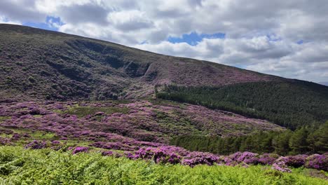 Irland-Epische-Orte-Schichten-Von-Farben-Berghang-In-Waterford