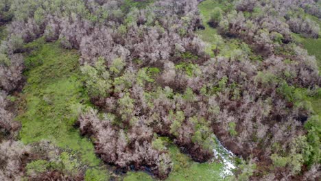 Aerial:-Amazon-wetland-wildlife-ecosystem-in-jungle-swamp,-backwards-drone-shot