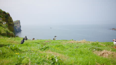 Papageitaucher-Fliegt-Von-Einer-Grünen,-Grasbewachsenen-Klippe-Ins-Meer,-Schottland