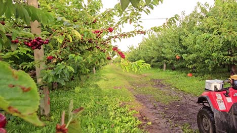 Nahaufnahme-Von-Reifen-Kirschen,-Die-An-Einem-Ast-In-Einem-üppigen-Obstgarten-Hängen