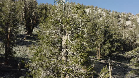 Impresionante-Toma-Aérea-De-Un-Antiguo-Pino-Bristlecone