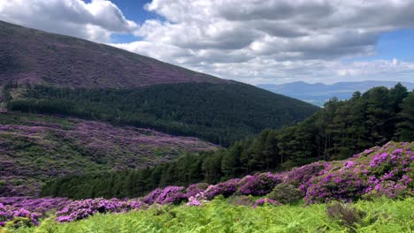 Irlanda-Ubicaciones-épicas-Timelapse-Sombras-De-Nubes-A-La-Deriva-A-Través-De-Las-Montañas,-Con-Rododendros-En-Plena-Floración,-Laderas-Cubiertas-De-Color,-Las-Montañas-Derribadas-En-Vee