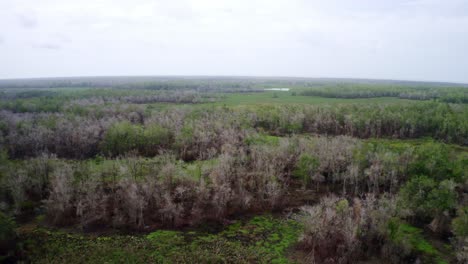 Increíble-Ecosistema-De-Vida-Silvestre-De-Humedales-Amazónicos,-Disparo-De-Drones-Sobre-El-Dosel-De-La-Selva,-Panorámica-Aérea