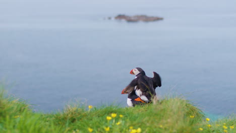 Atlantic-Puffins-breeding-on-cliff-with-ocean-in-the-background,-Scotland