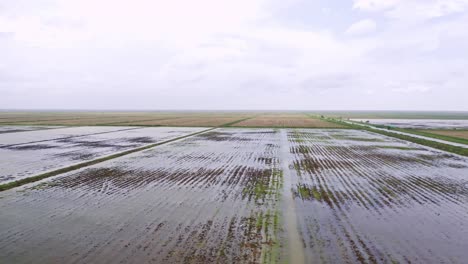 Aerial:-Big-open-flooded-rice-fields-with-bird-flying-around,-drone-following,-Nickerie-Suriname