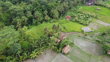 Cabañas-Balinesas-Con-Techo-De-Paja-En-Medio-De-Campos-De-Arroz-Rurales,-Vista-Por-Drones