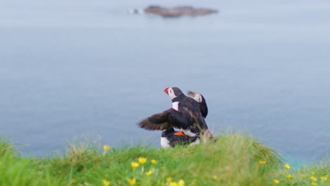 Papageitaucher-Paaren-Sich-Auf-Einer-Grasbewachsenen-Klippe-In-Schottland---Zeitlupe