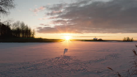 Reed-on-frozen-lake,-sunset-over-frozen-snow-covered-lake