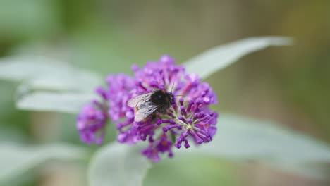 Busy-Bee-on-Buddleia-flower-looking-for-nectar-in-summer